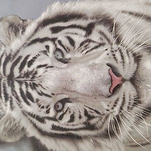 Blanket 60 IN by 80 IN long